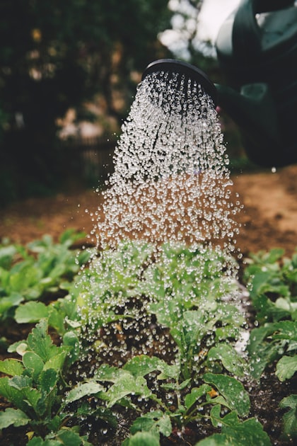 Effective Watering Techniques for Your Garden