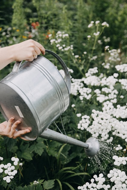The Benefits of Xeriscaping in NC