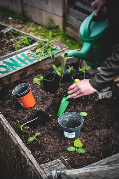 Top 5 Native Plants for North Carolina